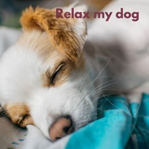 Dog Chill - Sean G