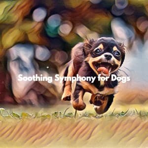 Soothing Symphony for Dogs - Bossa Nova Study Music