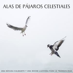 Alas De Pájaros Celestiales: Una Ráfaga Calmante Y Una Noche Lluviosa Para La Tranquilidad - Atmósferas de Lluvia