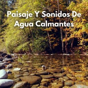 Paisaje Y Sonidos De Agua Calmantes - Marinos