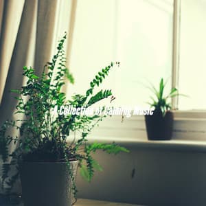 A Collection of Calming Music - Coffee Shop Music Supreme