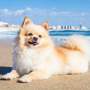 Ambient Relaxation: Oceanic Tranquil Dog Retreat - Ocean of Relax