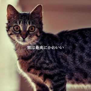 猫は最高にかわいい - Morgen Jazz