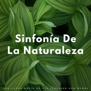Sinfonía De La Naturaleza: Una Experiencia De Día Lluvioso Con Búhos - La Lluvia Suena Expertos en Naturaleza