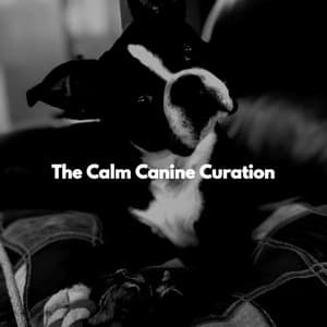 The Calm Canine Curation - Calm Dog Music