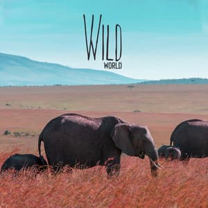 Wild World: Shamanic Music 2022, Native American Music, Spirit Meditation Journey, Healing Ethnic Sounds - Ethnic Moods Academy