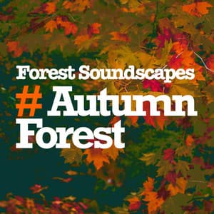 # Autumn Forest - Forest Soundscapes