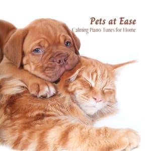 Pets at Ease: Calming Piano Tunes for Home - Amazing Jazz Piano Background