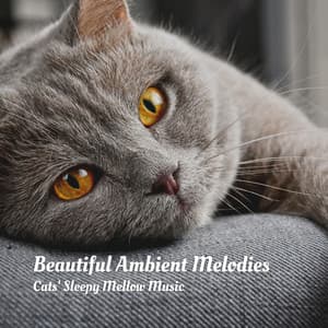 Beautiful Ambient Melodies: Cats' Sleepy Mellow Music - Music For Cats
