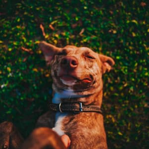 Music for Dogs Sitting Back and Relaxing - Remarkable Jazz Quintet - Puppy Sleeping Sounds