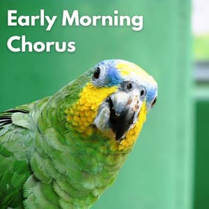Early Morning Chorus - Actors of Nature
