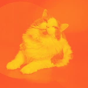 Backdrop for Calm and Relaxing Kittens - Music for Resting Cats