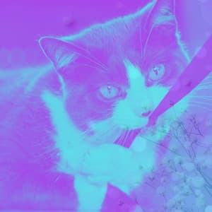 Backdrop for Cool Kittens - Sensational Latin Music - Cat Music Studio