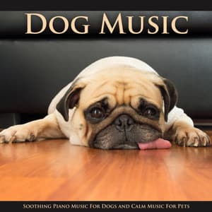 Dog Music: Soothing Piano Music For Dogs and Calm Music For Pets - Dog Music