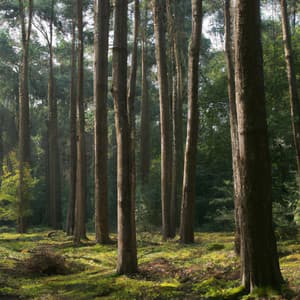 ! ! ! Uma Tarde de Sol - Alan Baratieri