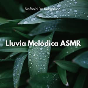 Sinfonía De Relajación: Lluvia Melódica ASMR - Lluvia del Pacifico