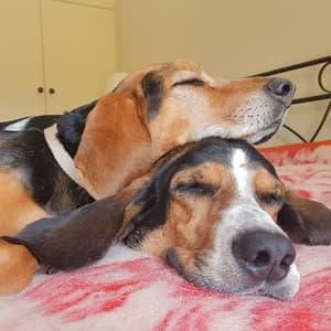 Dog Twilight Haven: Relaxing Moments with Chill Music - Spirits Of Our Dreams