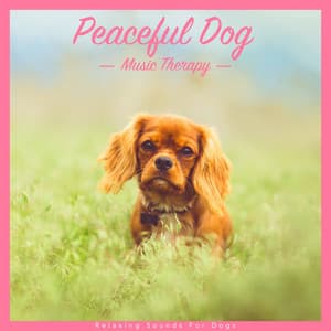 Peaceful Dog Music Therapy: Relaxing Sounds for Dogs - Dog Music Dreams