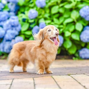 Soothing Music for Dogs' Quiet Moments - Harmonious Soundscapes