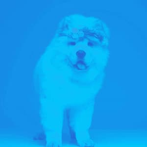 Ambiance for Jazzy Dogs - Dog Separation Anxiety Music