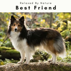 1 Best Friend - Dogs Music Therapy