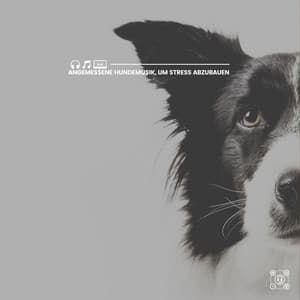 Angemessene Hundemusik, um Stress abzubauen - Hundemusik
