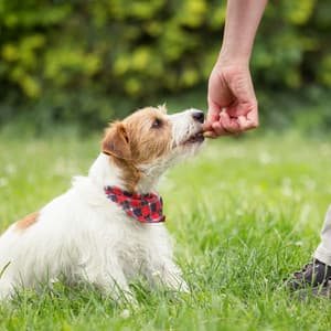 Comfort Zone: Lofi for Pets - Lo Fi Hip Hop