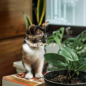 お庭でファンク - Jazz per Studiare