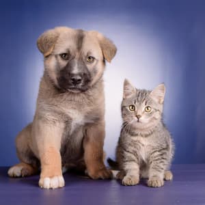 Melodías Calmantes Para Mascotas: Sonidos De Paz - Ballena tranquila