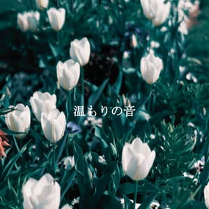 温もりの音 - Morning Calm Playlist