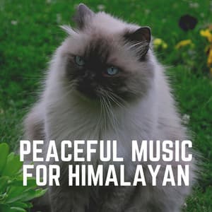Peaceful Music for Himalayan - Music for Cats Peace