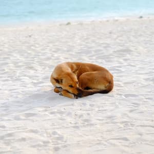 Tranquil Pet Haven: Binaural Ocean Sounds for Pets' Relaxation - Oceanic Sounds