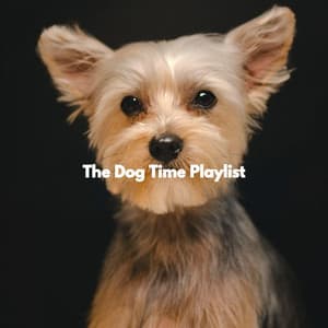 The Dog Time Playlist - Gentle Doggy Music