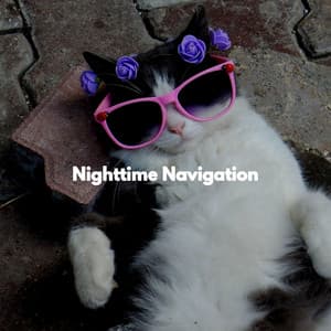 Nighttime Navigation - Sleepy Cats