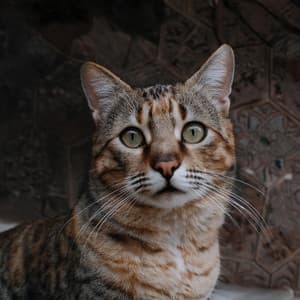 Armónicos Felinos: Música Para La Relajación De Los Gatos - En lo profundo de un sueño