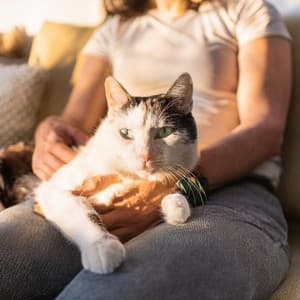 Momentos Perfectos: Melodías De Piano Para Gatos - Caja de Piano