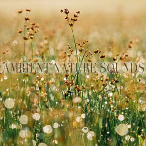 Ambient Nature Sounds - Ambient Nature Sounds