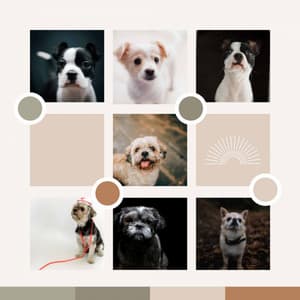 Grand Bgm for Sleepy Puppies - Music for Dogs Radio