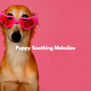 Puppy Soothing Melodies - Light Jazz Academy Paradise