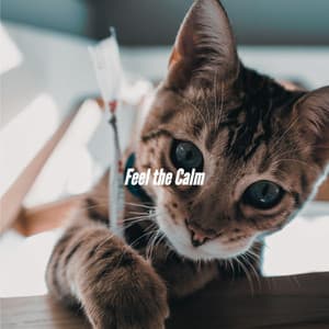 Feel the Calm - Dinner Background Music