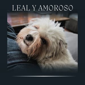 Leal y Amoroso - Biblioteca de Música Para Mascotas