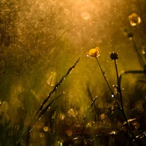 Lunar Lakes: Chill Music Rain Reflection - The Sound of Danish Nature