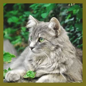 Ambiance for Sitting Back Cats - Soothing Cat Music