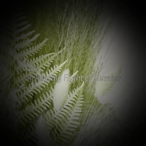 Enchanting Flight of Slumber - Solis Reverie