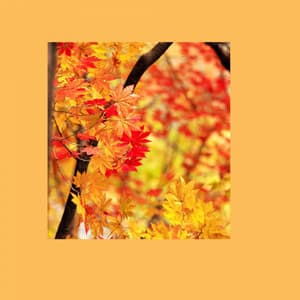 Loving - Personal Wellness - Easy Morning Music