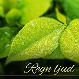 Regn ljud: Musik för helande yoga meditation, Naturljud för mantra - Zen Musik Akademi