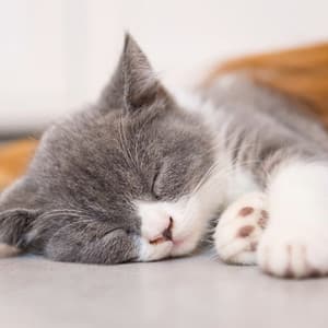 Music for Comforting Anxious Cats - Cat Experience