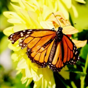 Brown Noise Dreams - Dormir Bien