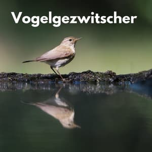 Vogelgezwitscher - Berlin Rain