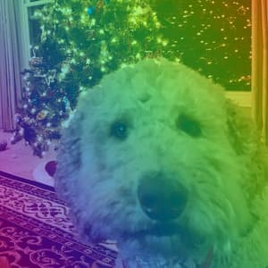 Music for Morning Dog Walking - Dog Music